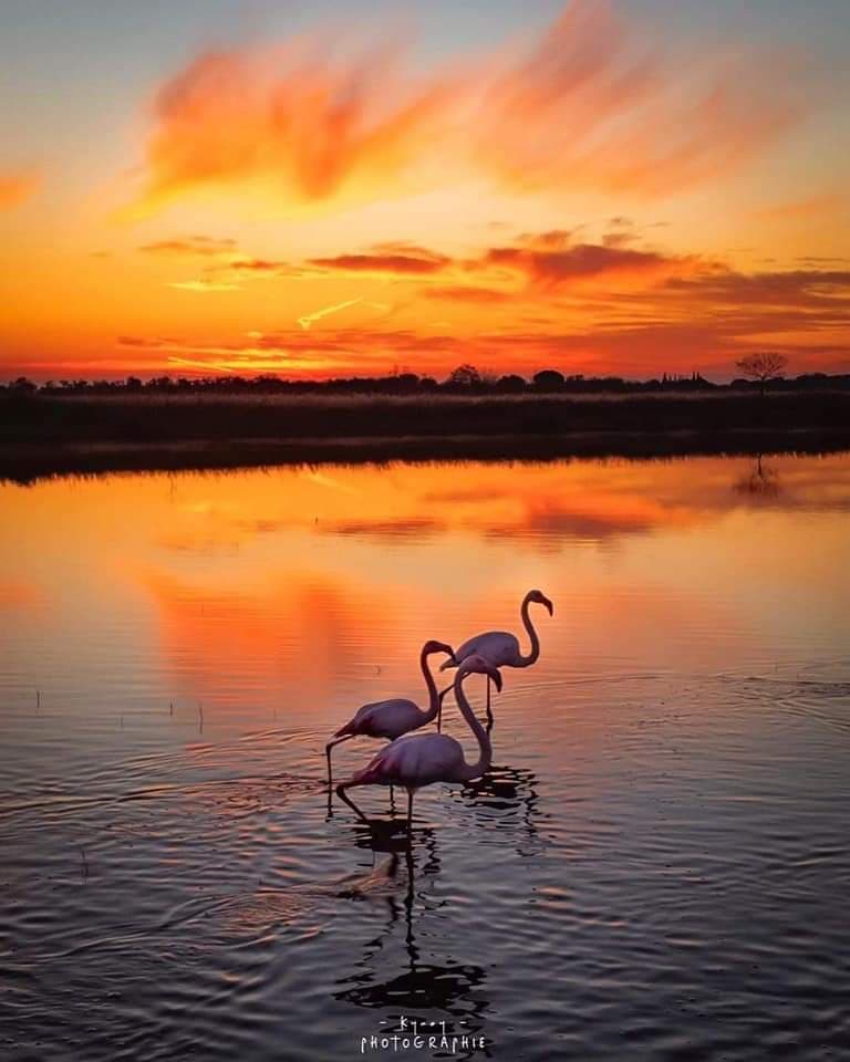 flamands dans les marais salans