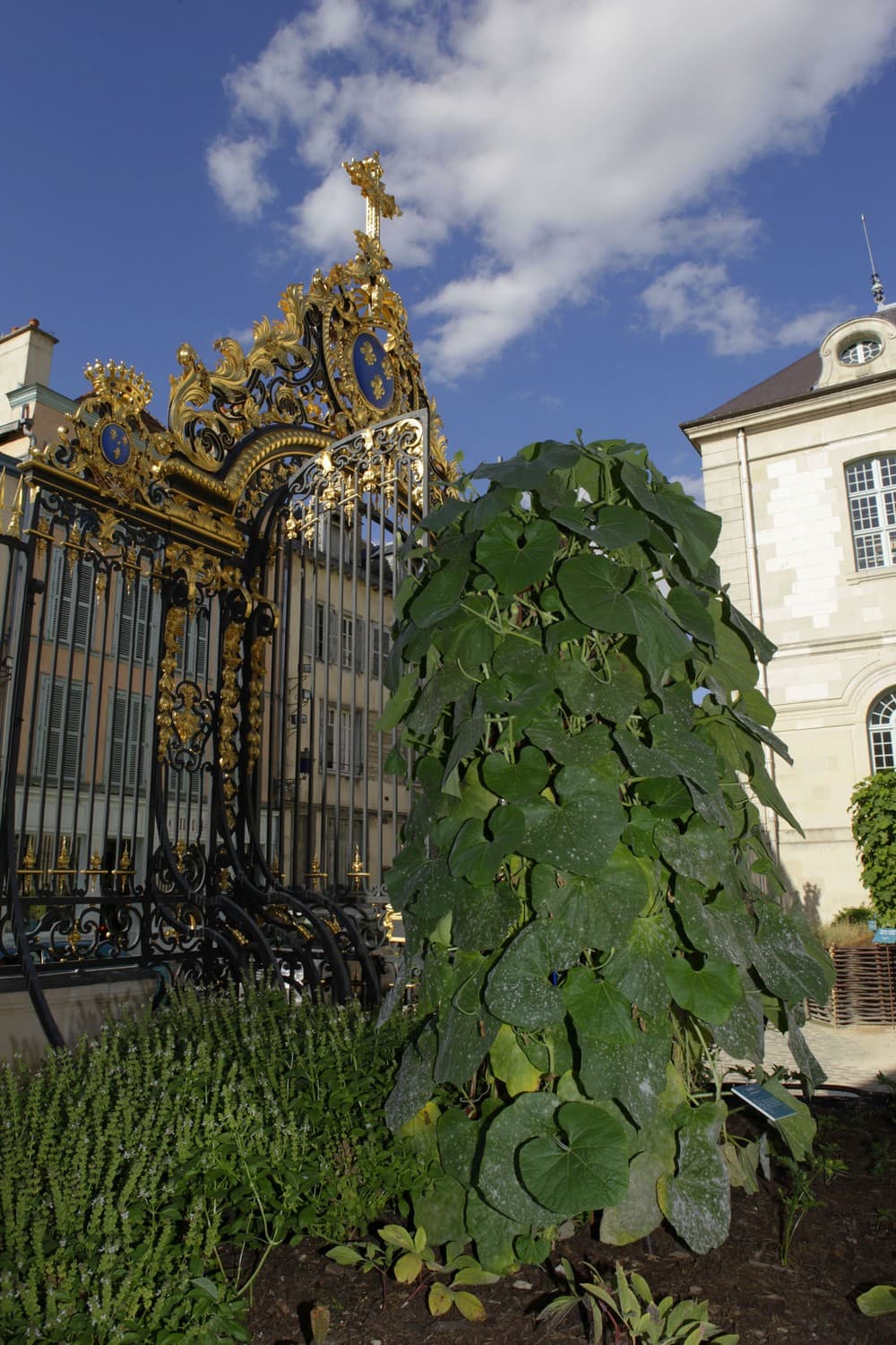 JARDIN MED HOTEL DIEU.JPG