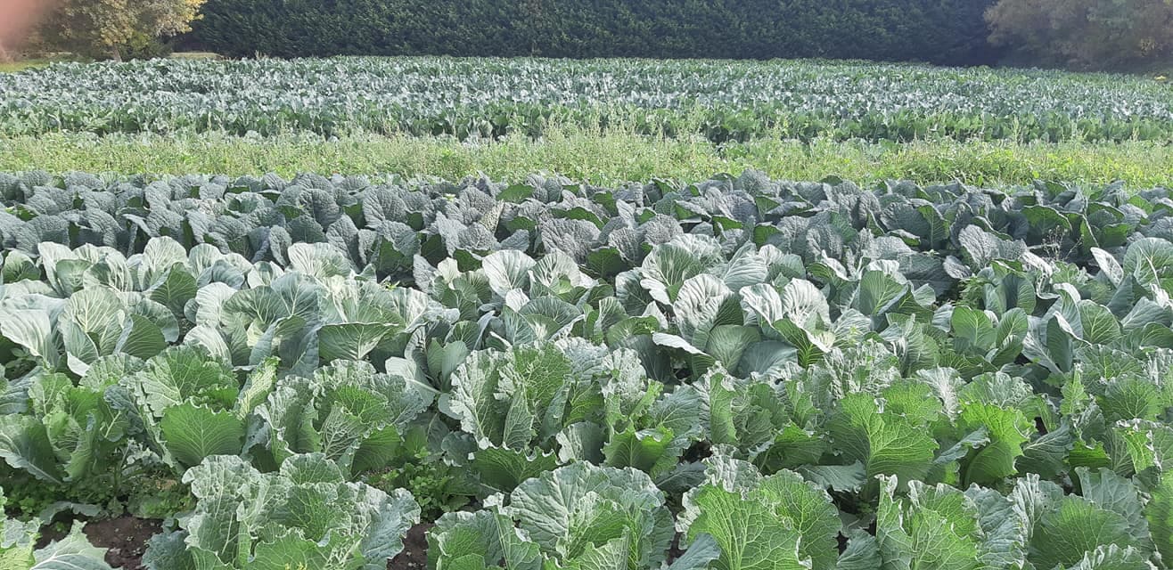 Le jardin du Papet_Mollégès