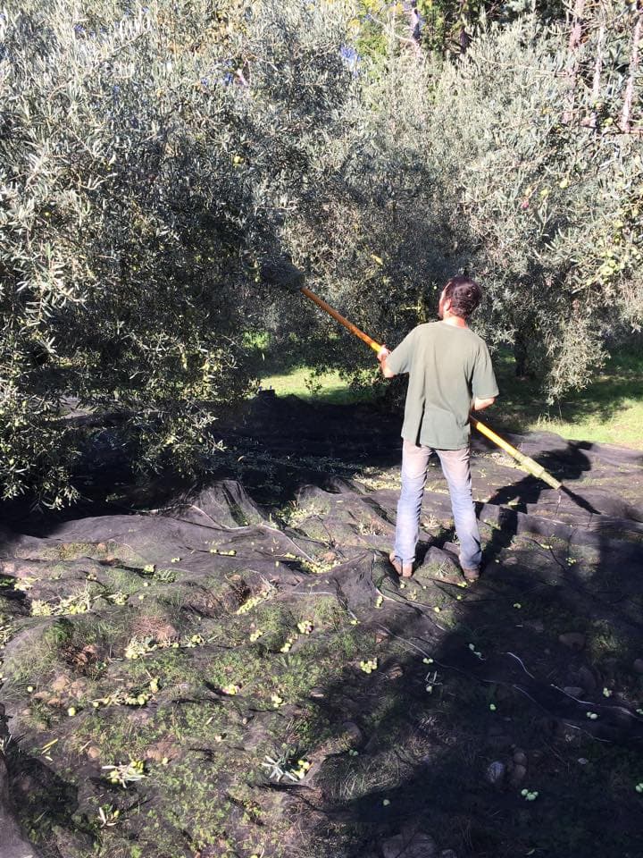 Huile d'olive Bonfillon