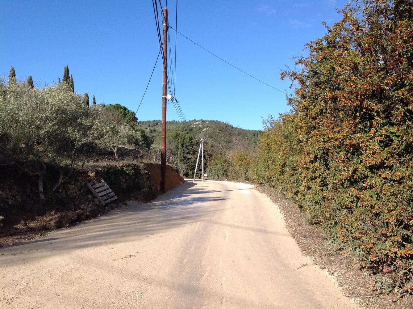 Les Cyprès