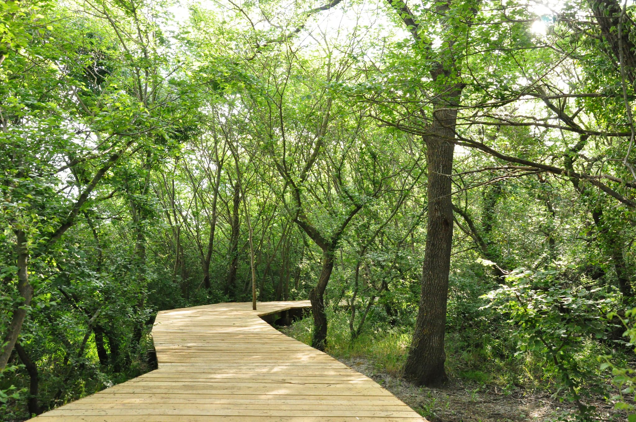 Marais du Vigueirat