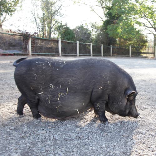 Ferme pédagogique des Pennes Mirabeau