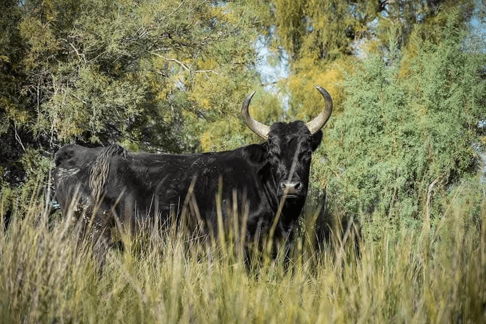 Manade Thibaud_Arles