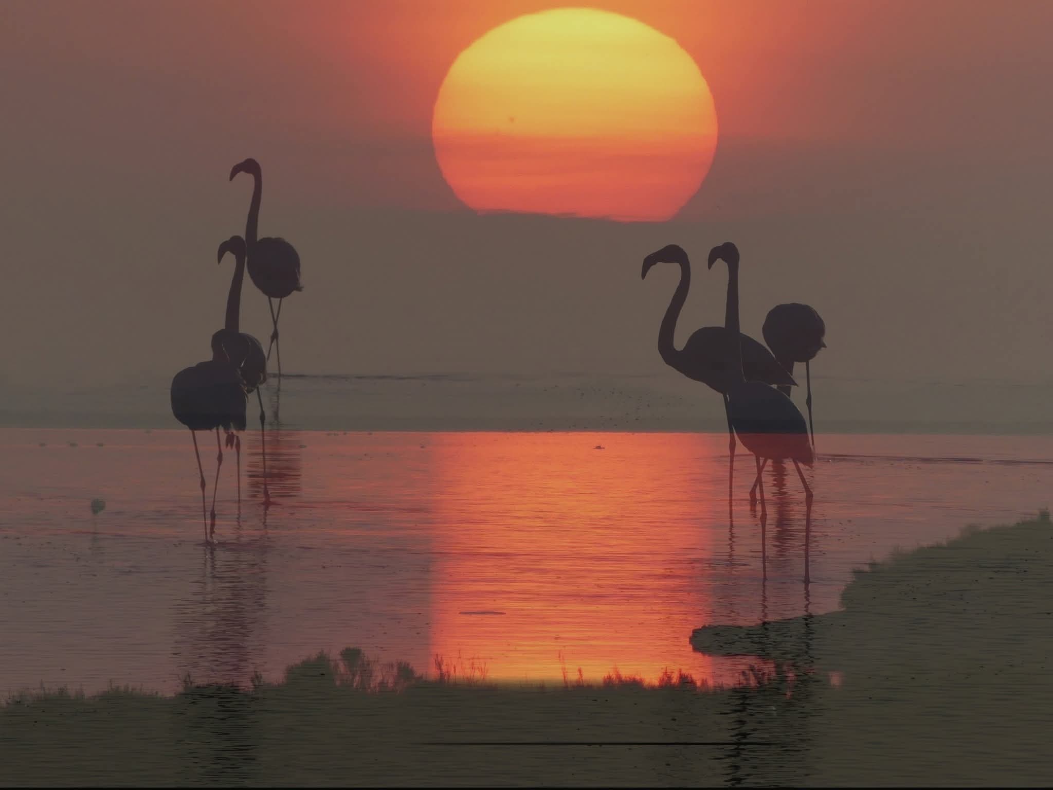 flamands au coucher de soleil