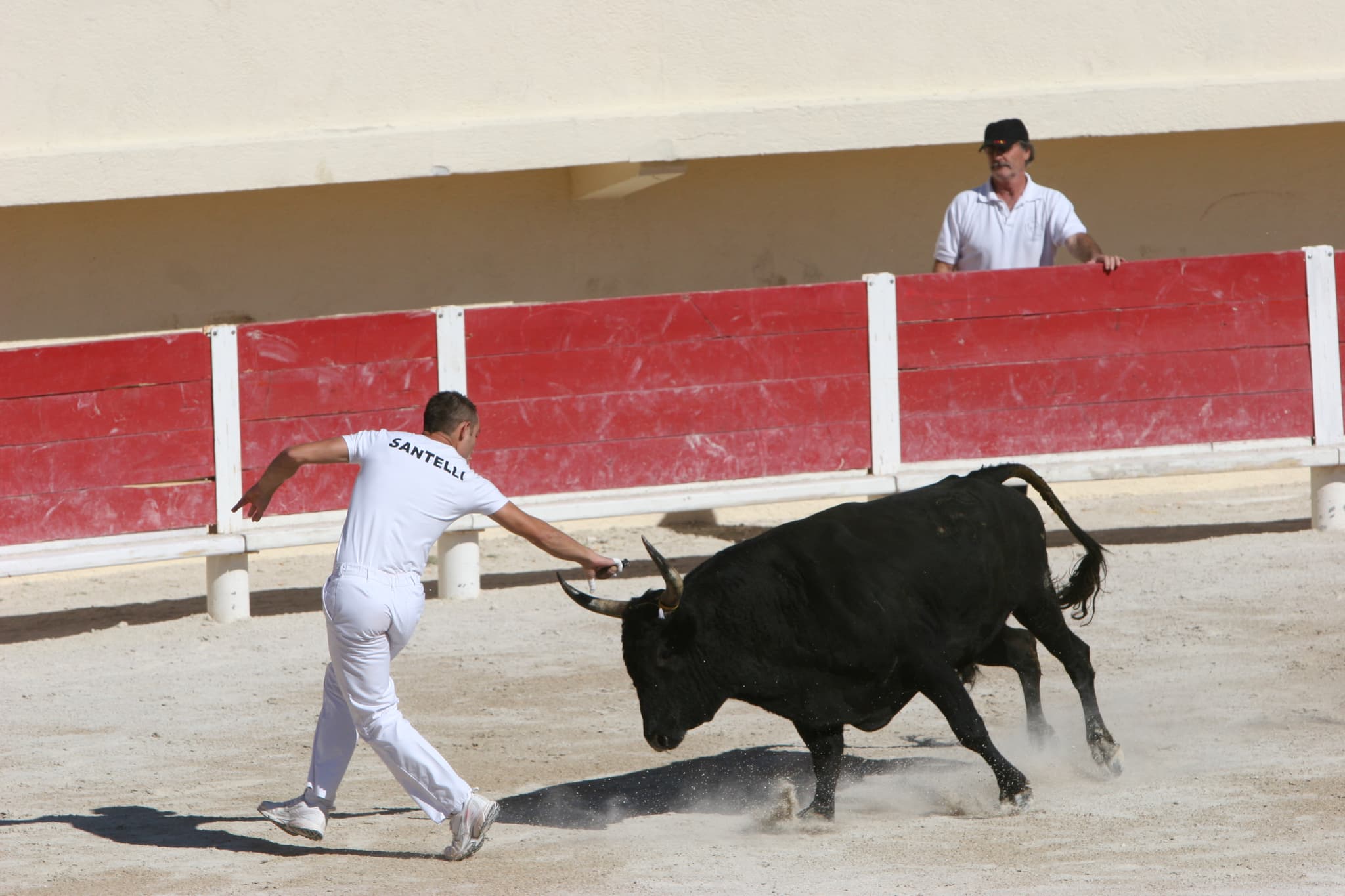 Course camarguaise aux arènes_Saintes-Maries-de-la-Mer