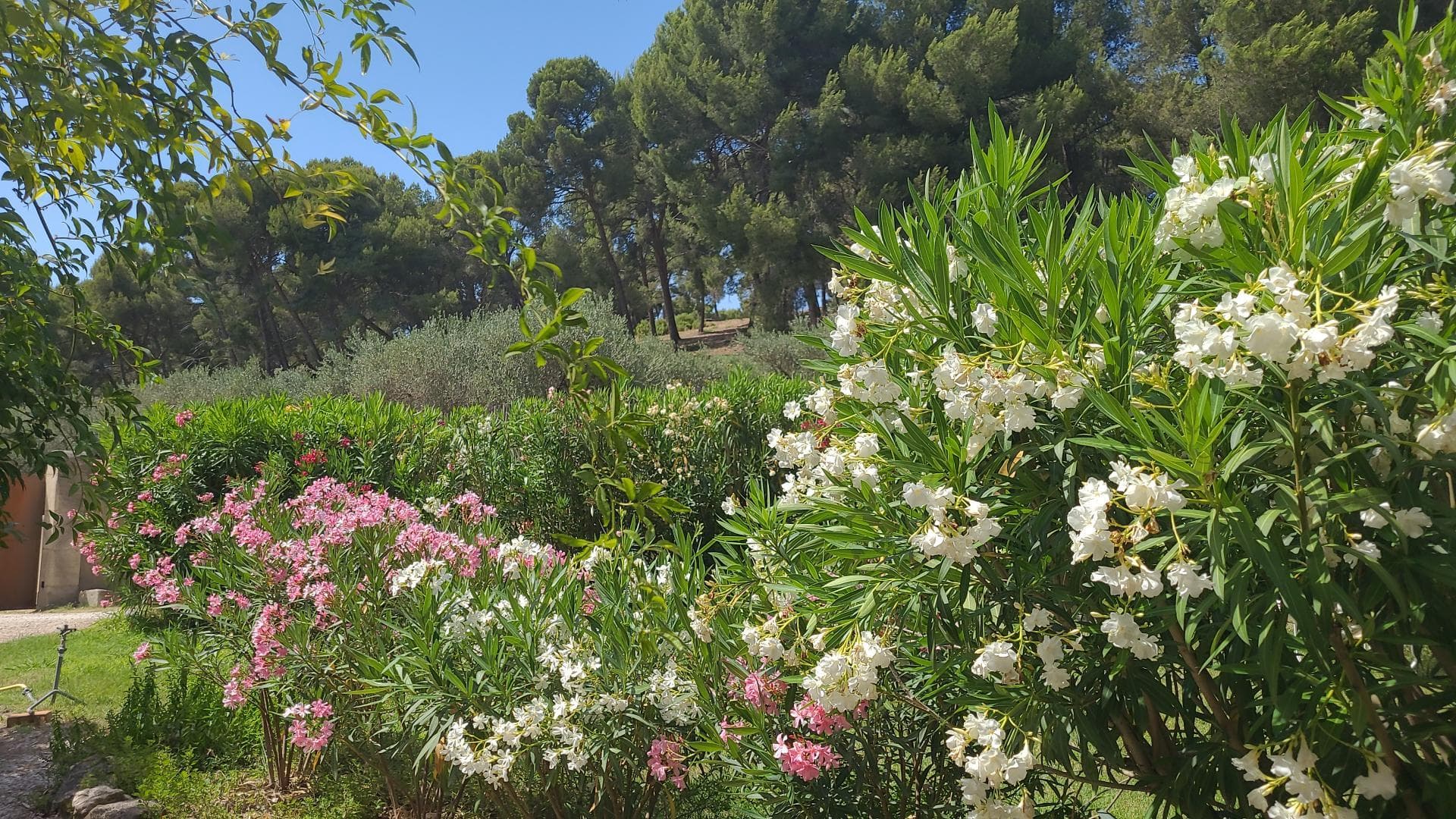 Le Mas Saint Roman - La pichoulino