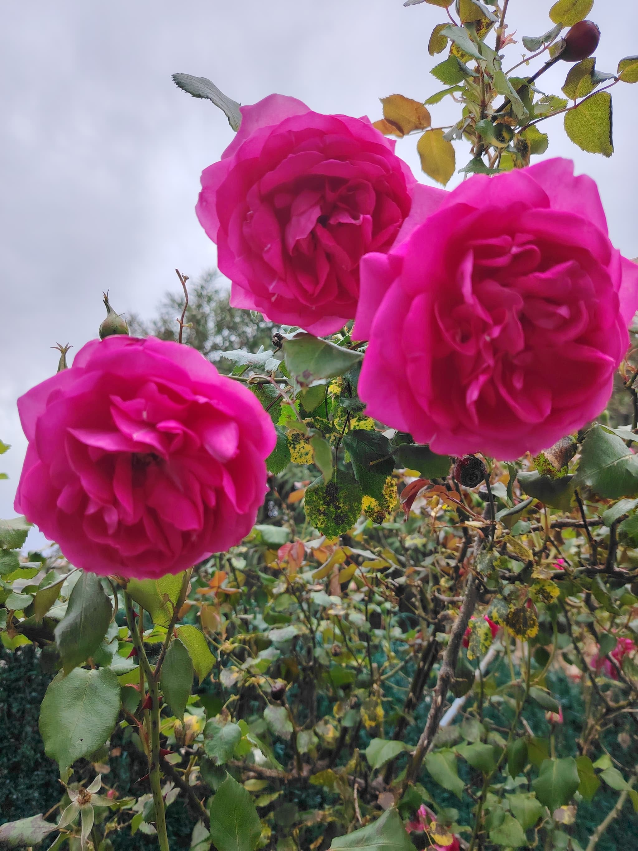 Roses parfumées du jardin