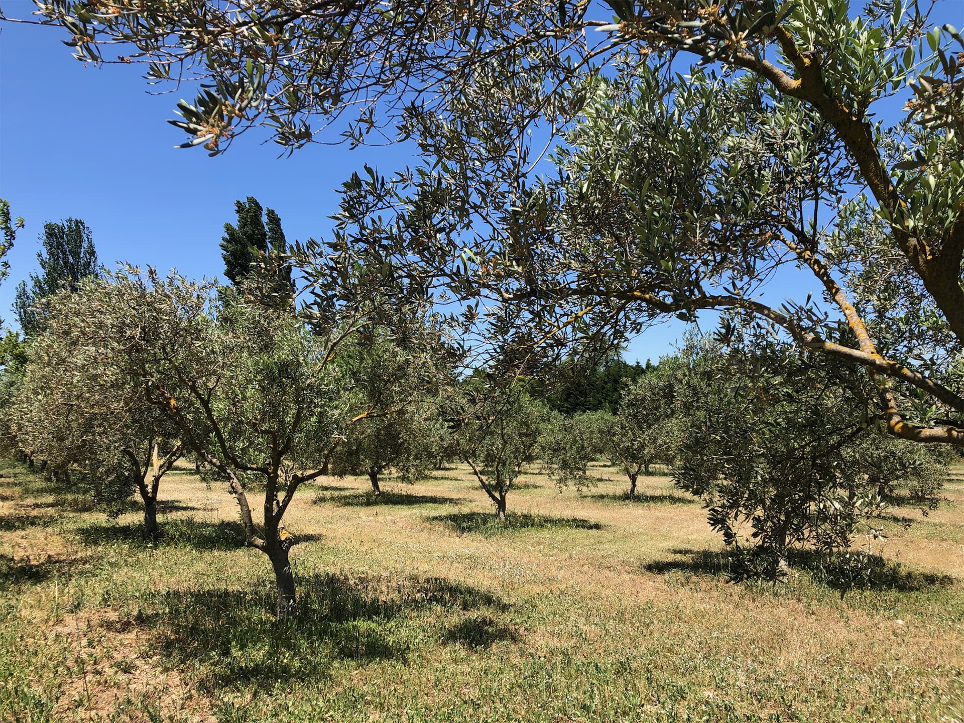 L'oustalet des alpilles