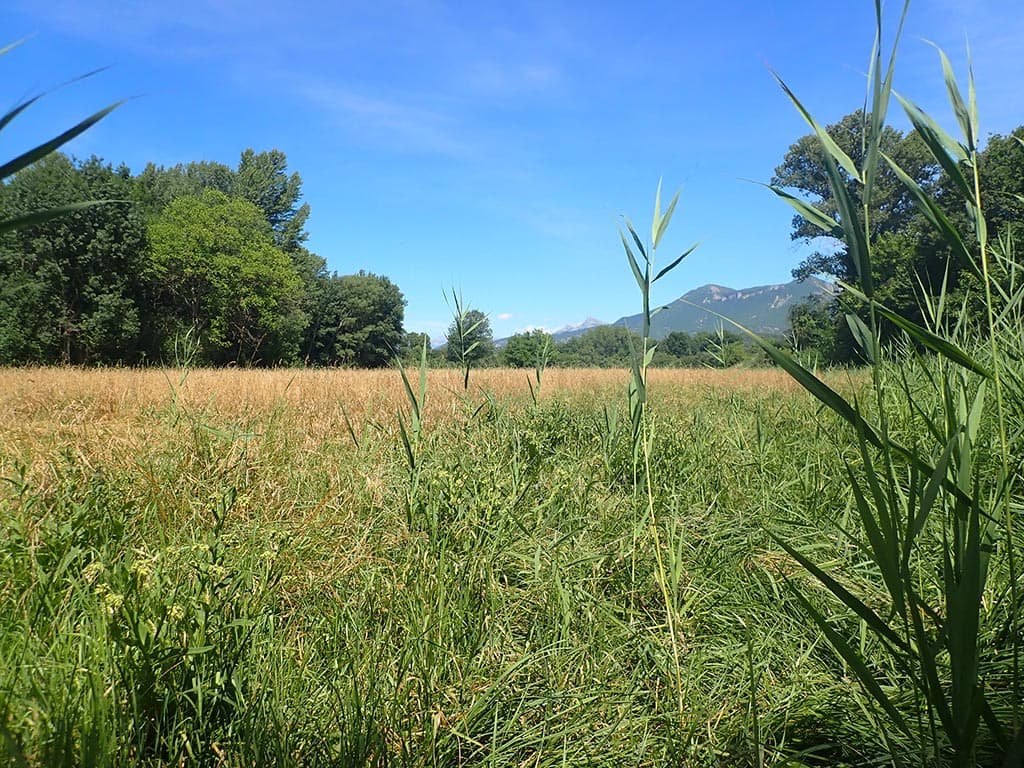La Crau humide