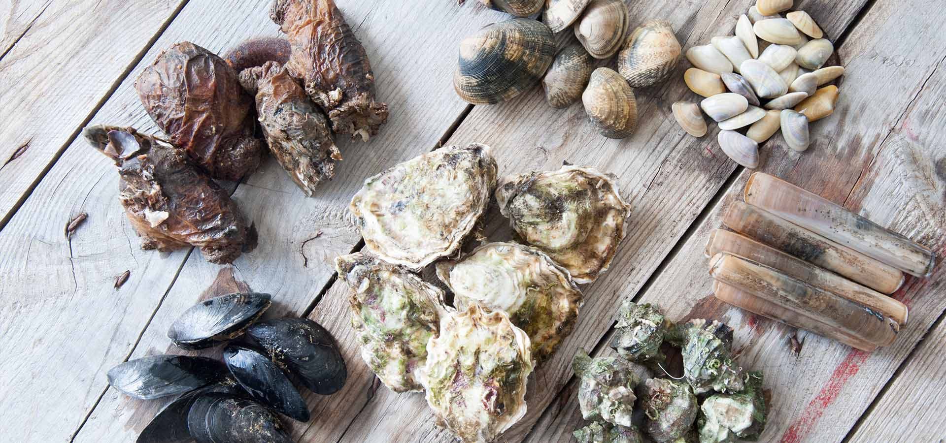 Coquillages