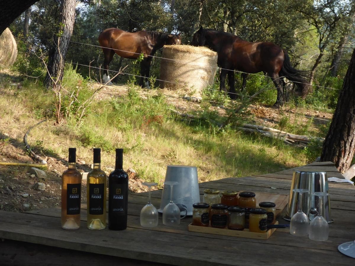 Horse aventure Horse and wine