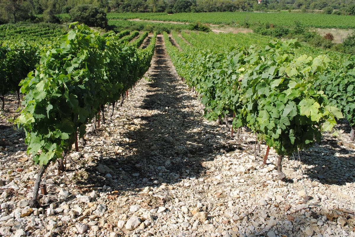 Visite & dégustation - Domaine de la Perrière