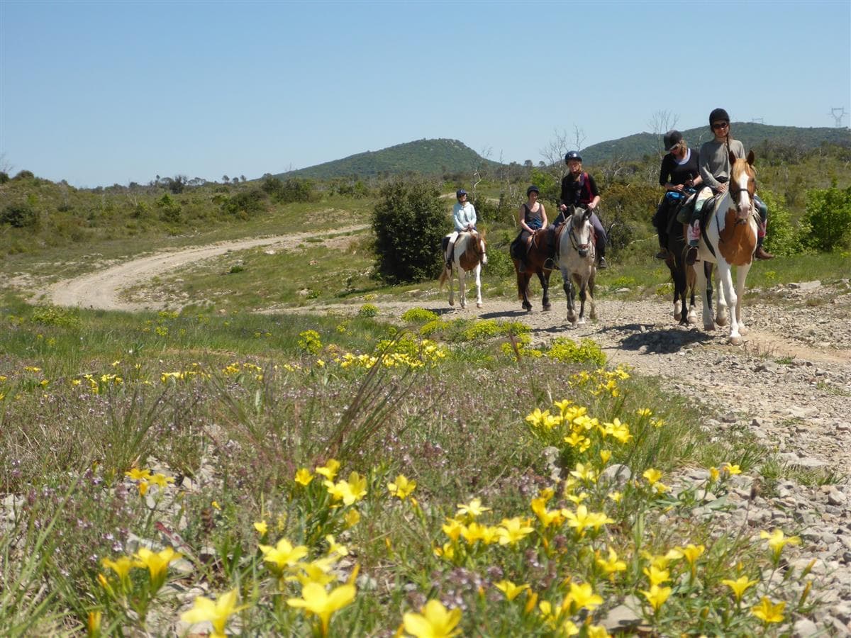 Horse aventure horse and botanic pick