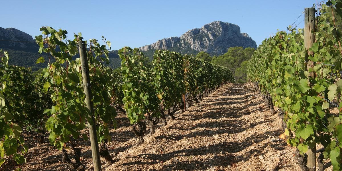Vins du Pic et d'ailleurs