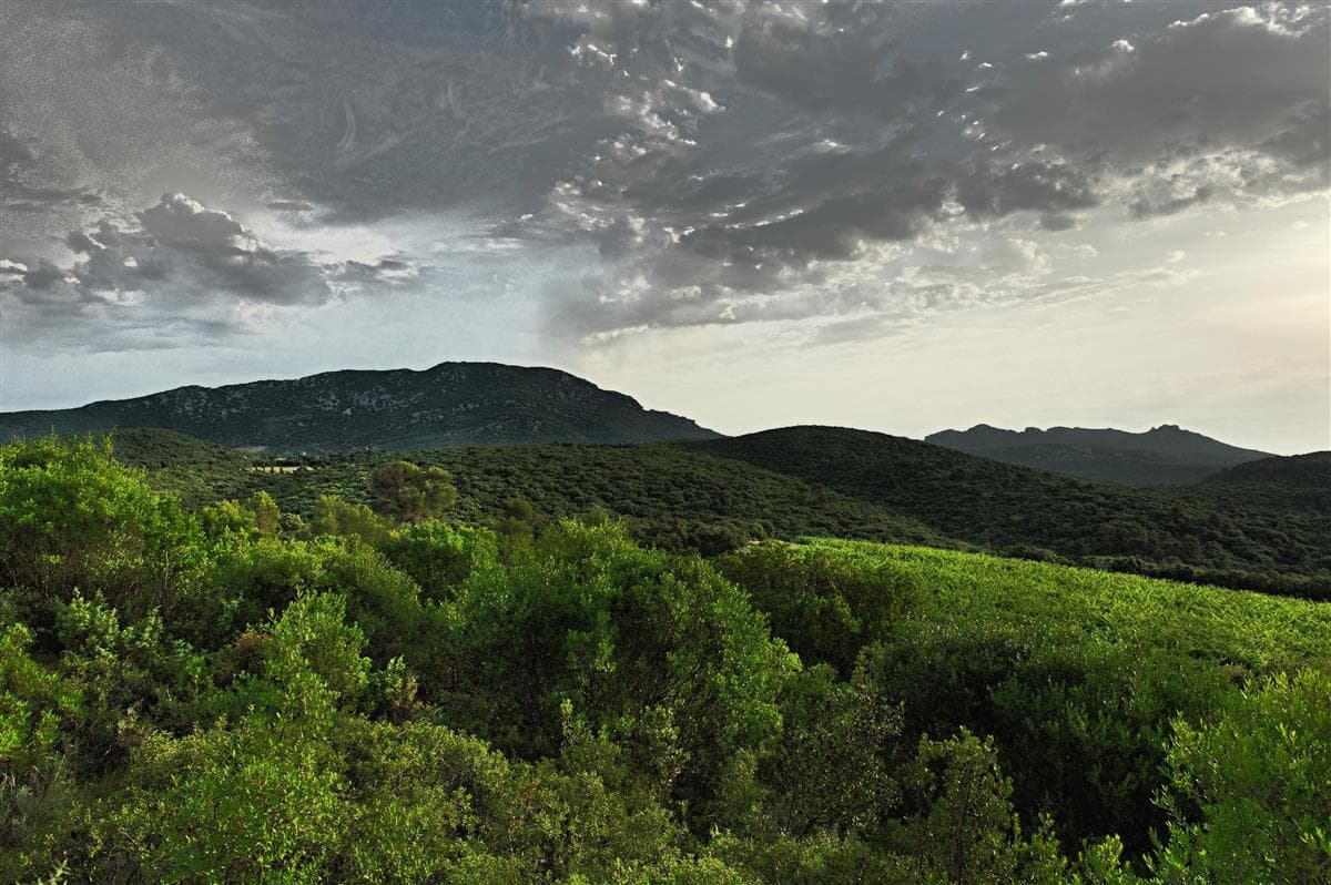 Domaine Haut-Lirou