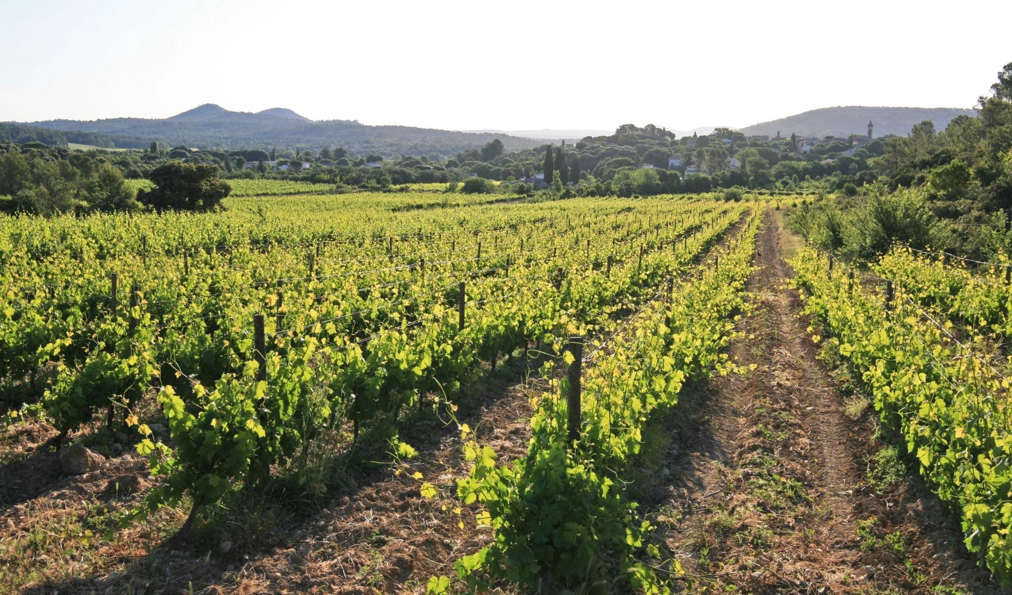 Héritage du Pic Saint-Loup - Domaine viticole