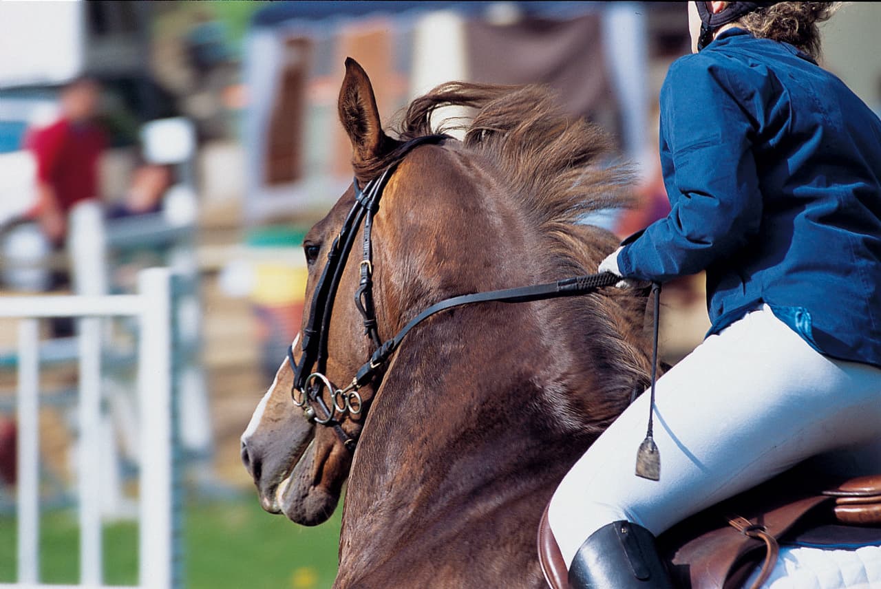 champagne 52 loisirs equestre competition phl6836._1