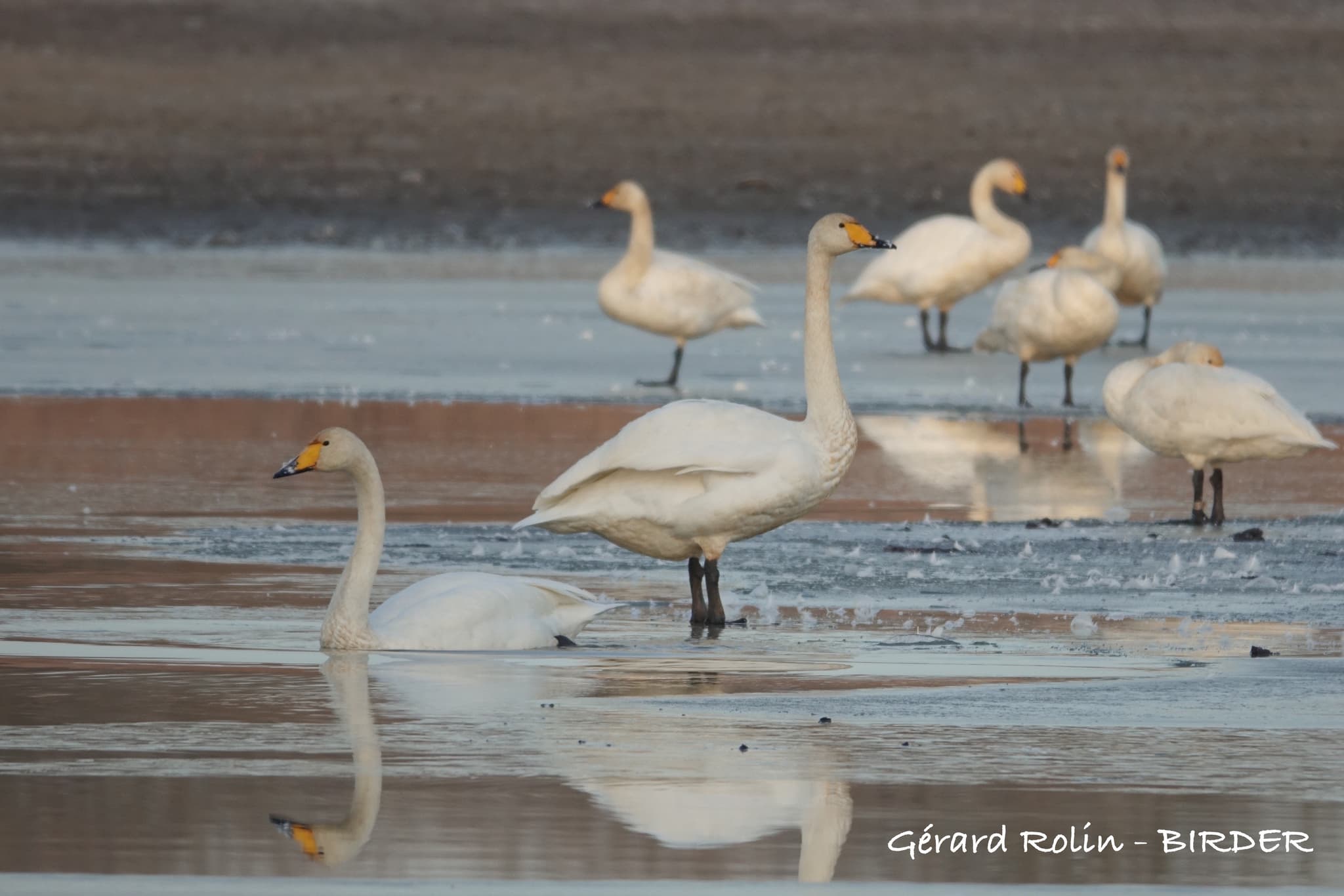 Cygnes chanteurs -Birder - LAC DU DER
