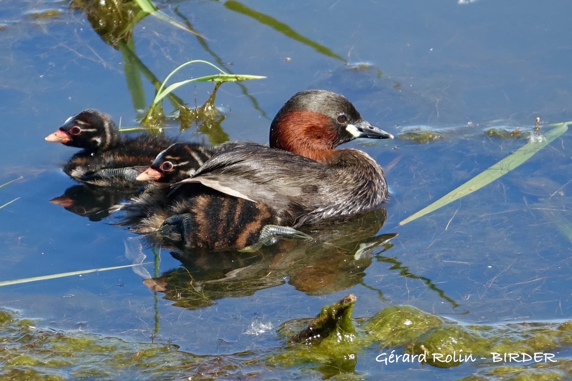 Grèbe castagneux - Birder - LAC DU DER