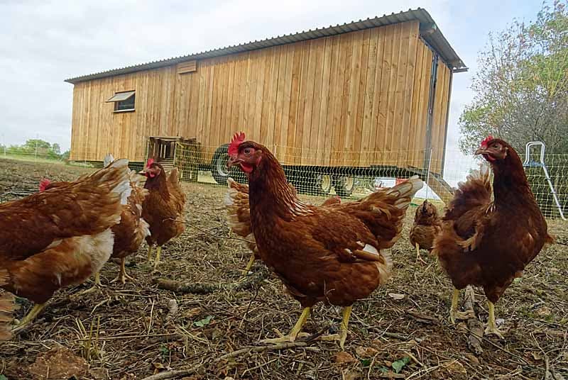 Ferme des 4 vents - Oeufs