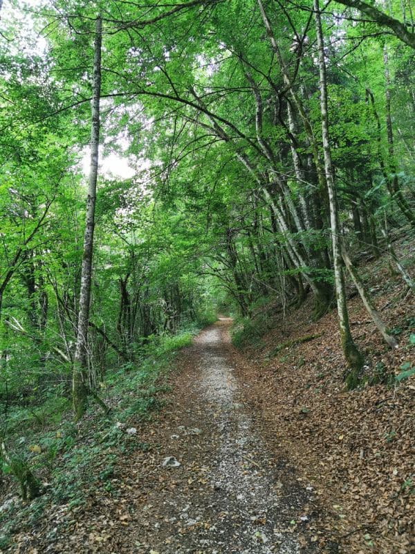 Forêt de Haute-Marne