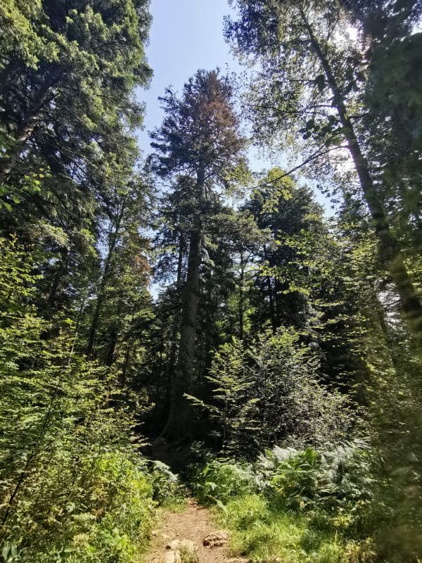 Forêt de Haute-Marne