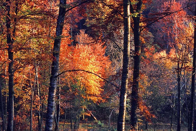 Forêt d'Auberive