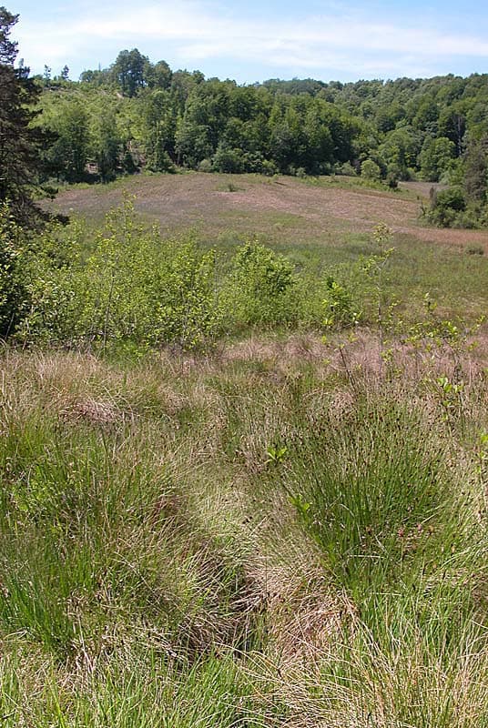 Marais vaucher à Germaines