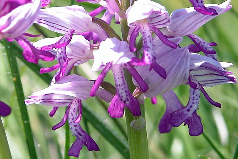 Orchidee militaire