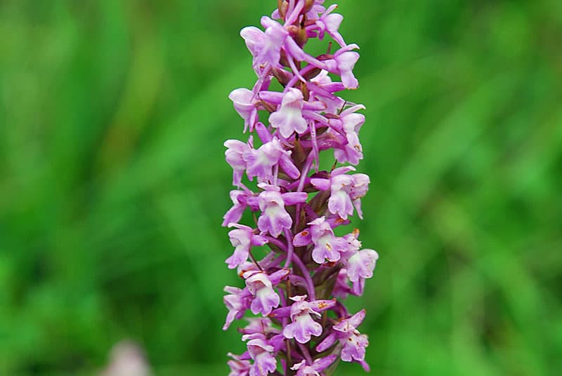 Orchidee mouche