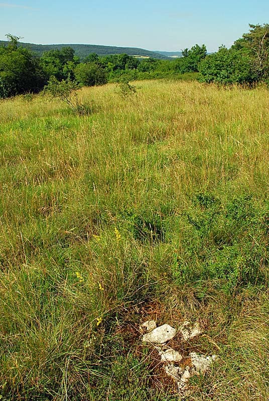 Pelouse sèche de Grenant
