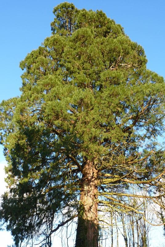 Sequoia géant de Percey-sous-Montormentier