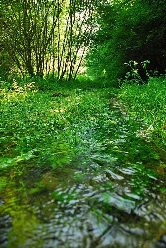 Source de la Mouche à Noidant-le-Rocheux