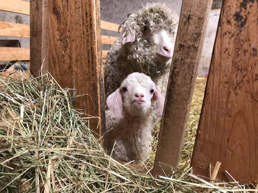 Chèvres angora de l'Agricultur'elle
