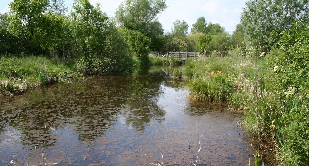 Marais La Roselière VI < Vesles-et-Caumont < Aisne < Picardie