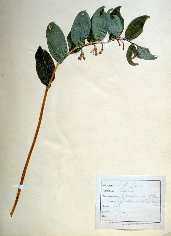 Découverte de l'herbier de Ferdinand Jamin