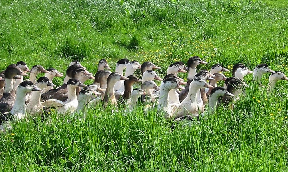 canard-dans-prairie-6