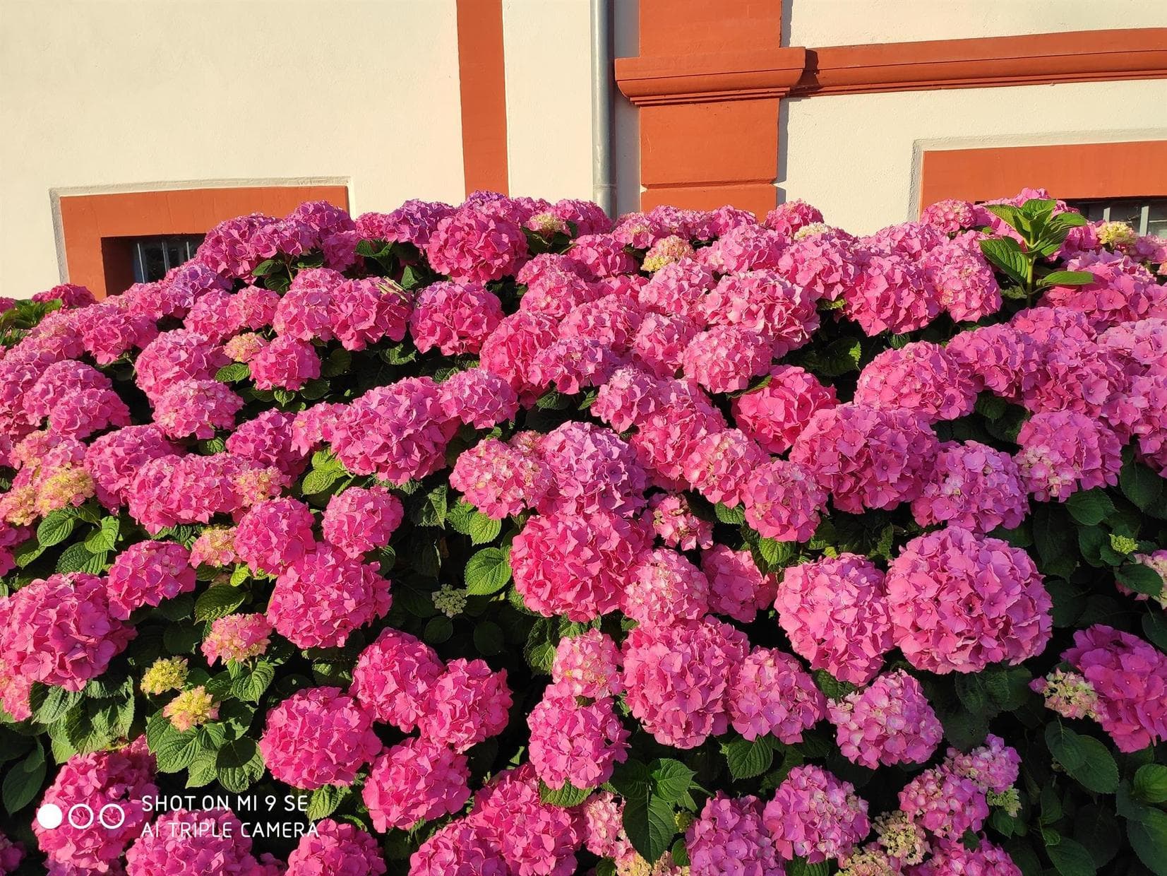 Les Hortensias