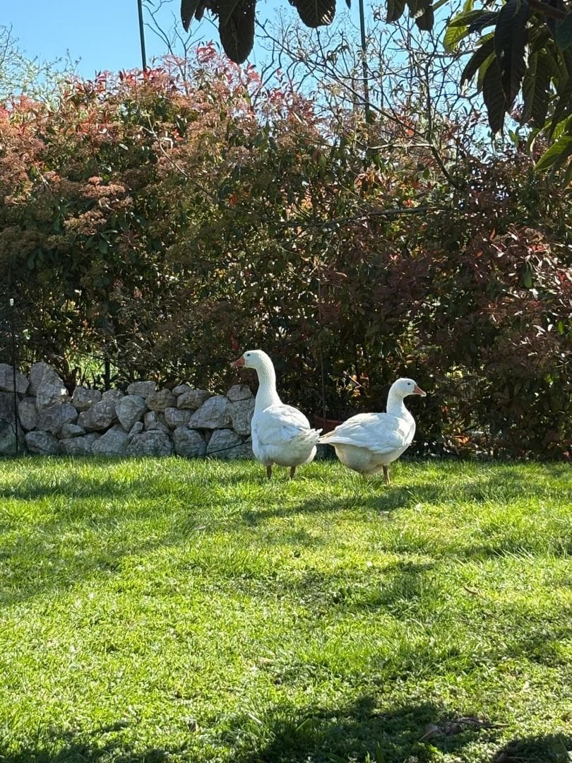 Gîtes du Moulin - Le Cosy