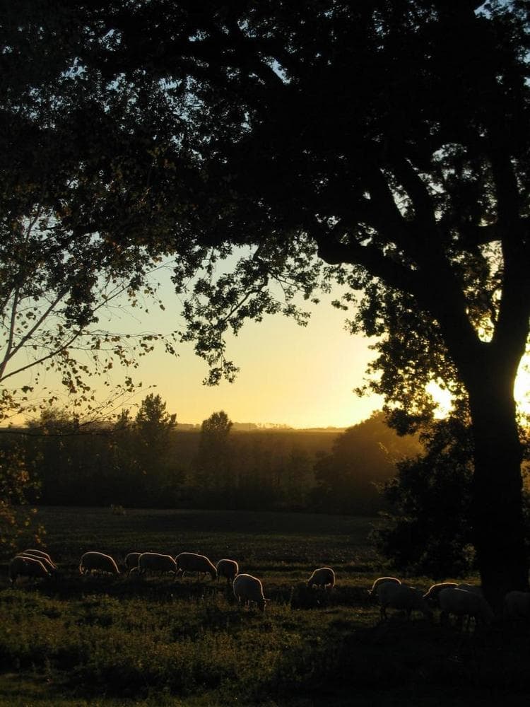 Ferme Montplaisir Montesquieu-Volvestre