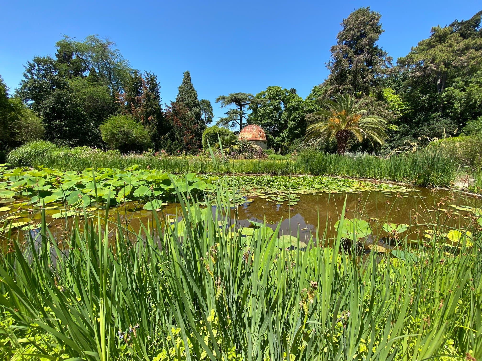 Mare aux lotus jardin des plantes