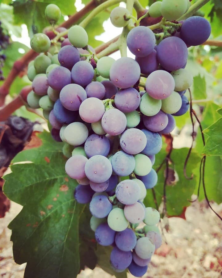 DOMAINE LA BOSQUE - CESSENON - OCCITANIE