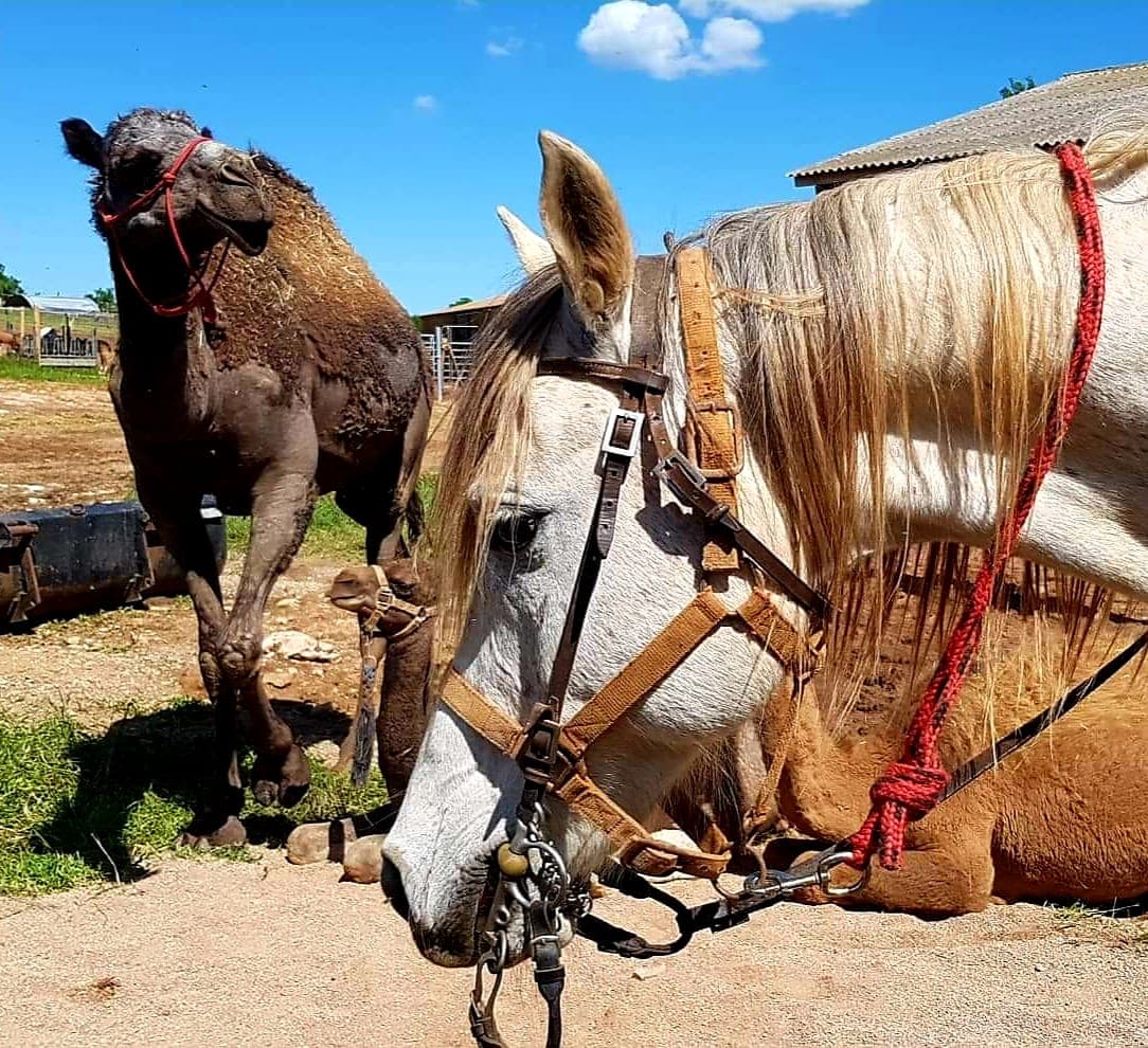 Les Dromadaires du Larzac