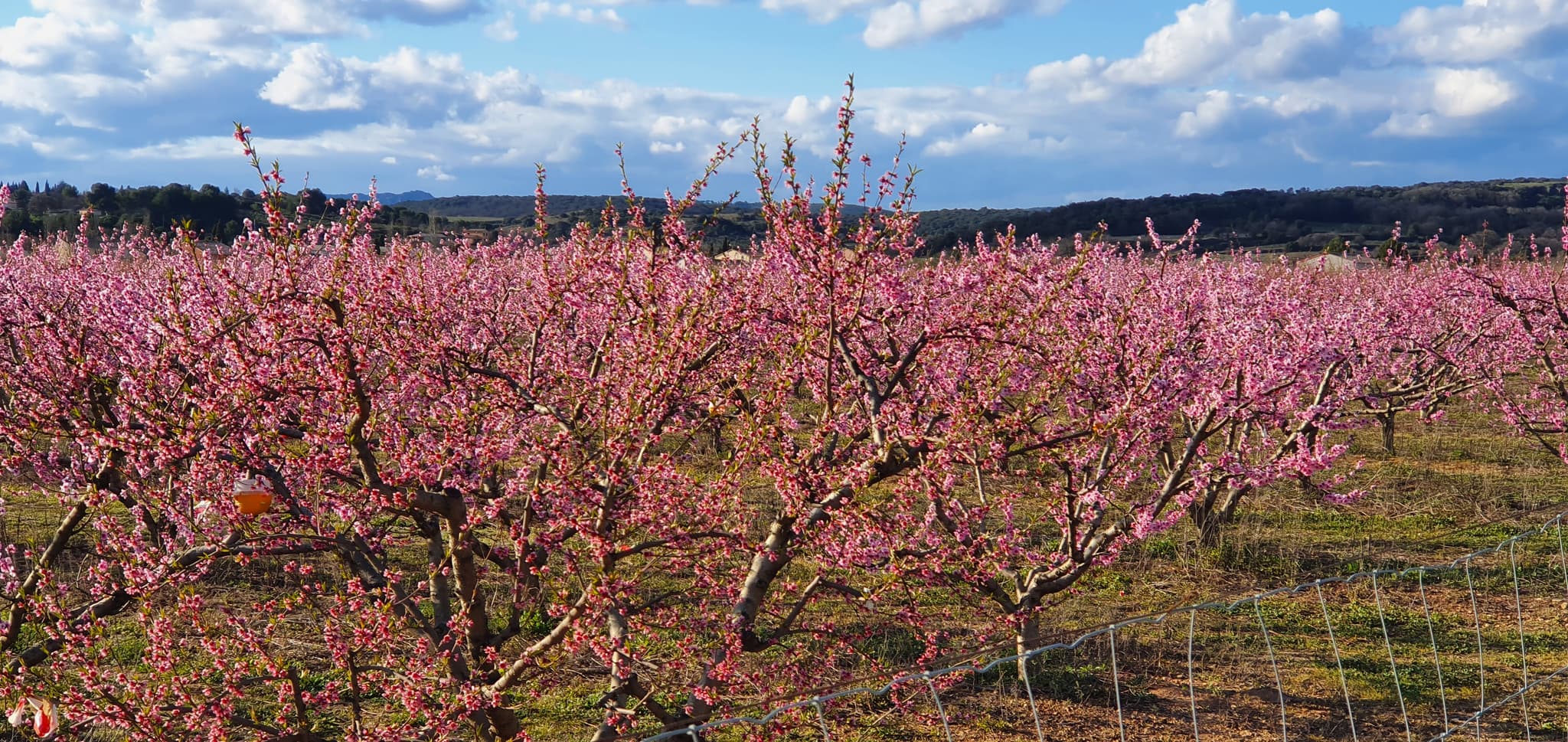 Fruitiers Sylvestre
