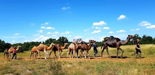 camelarzac 1