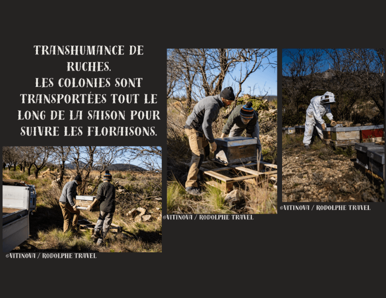photo more chevalier 4
