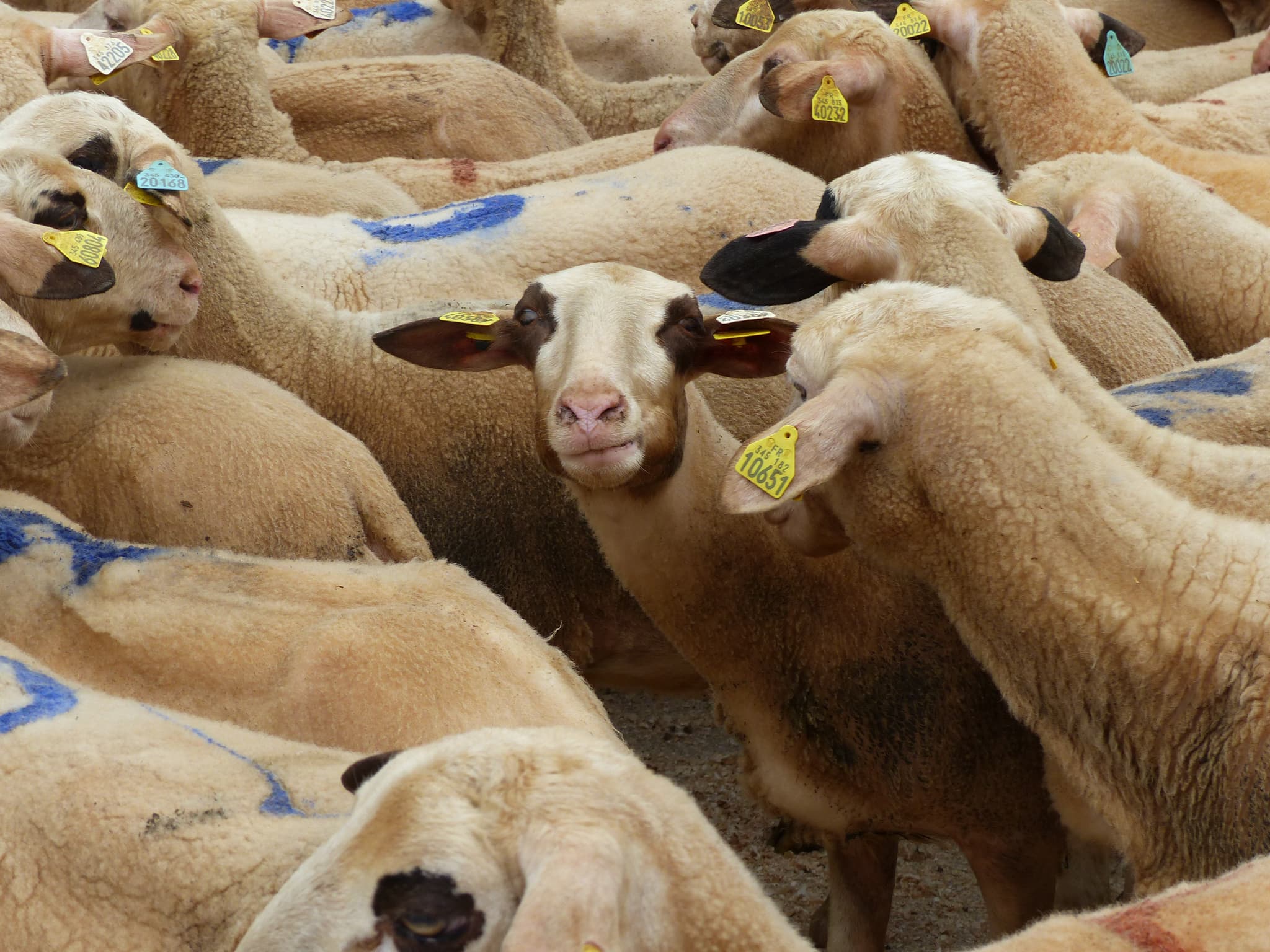 170415_Transhumance