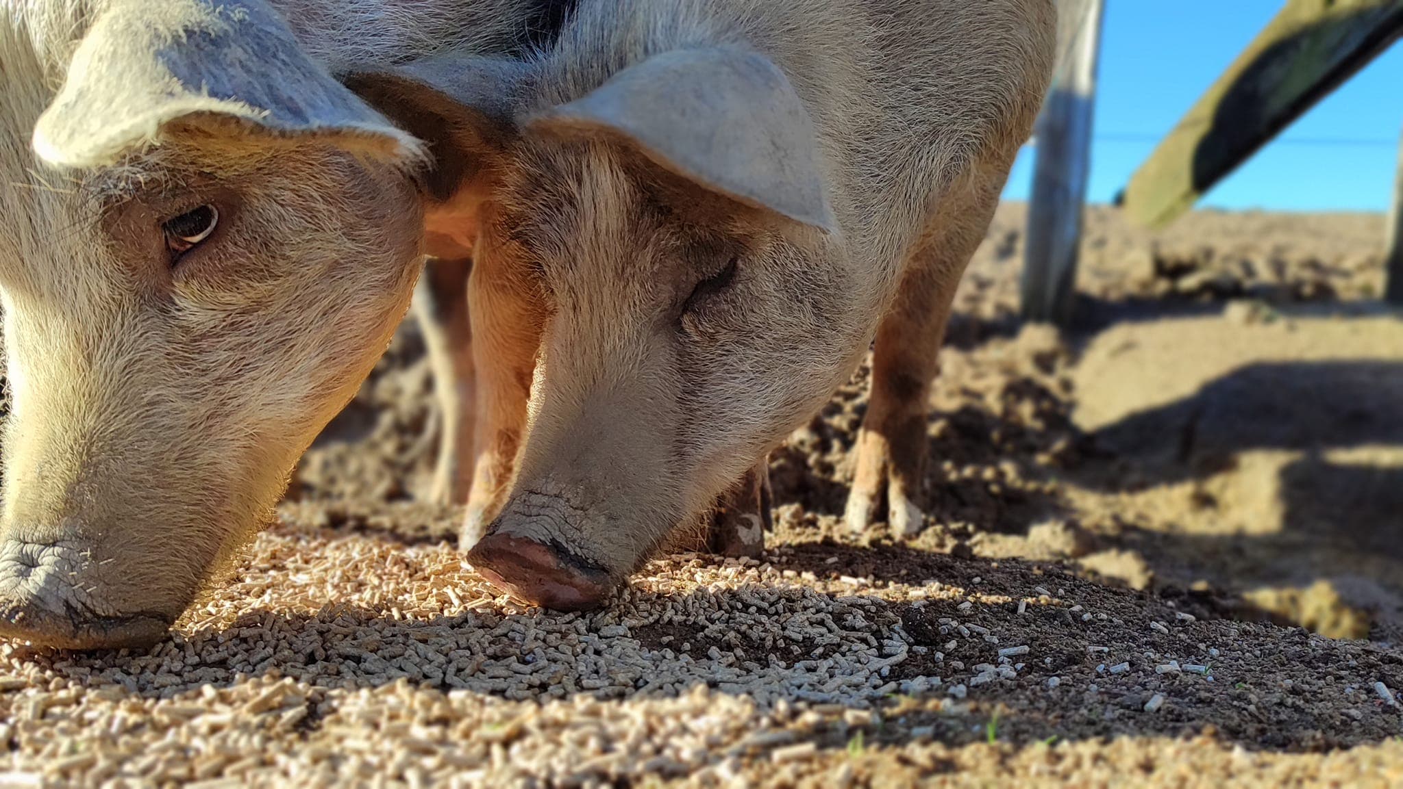Ferme du Pilou