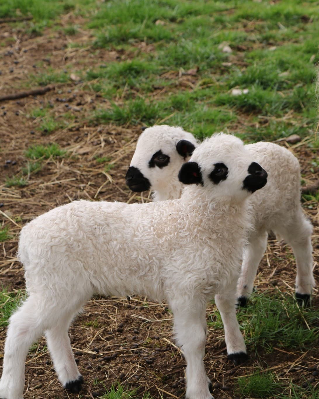 Parc Animalier de Gramat